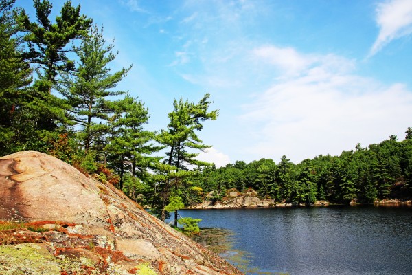Pines II by Deb Oppermann